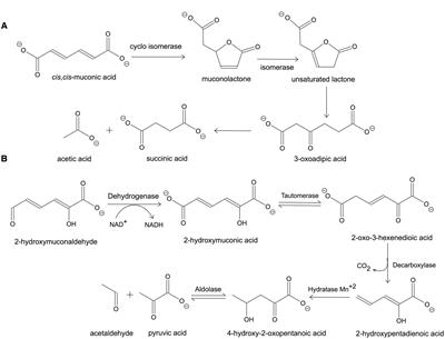 Marine-Derived Biocatalysts: Importance, Accessing, and Application in Aromatic Pollutant Bioremediation